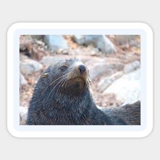 WISHING FUR SEAL Sticker